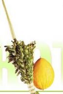 Sukkot & Simchat Torah